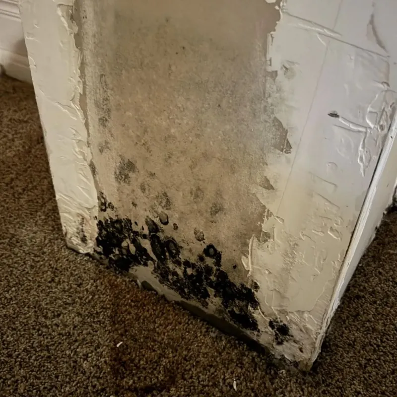 Professional Mold Removal in New Berlin, IL